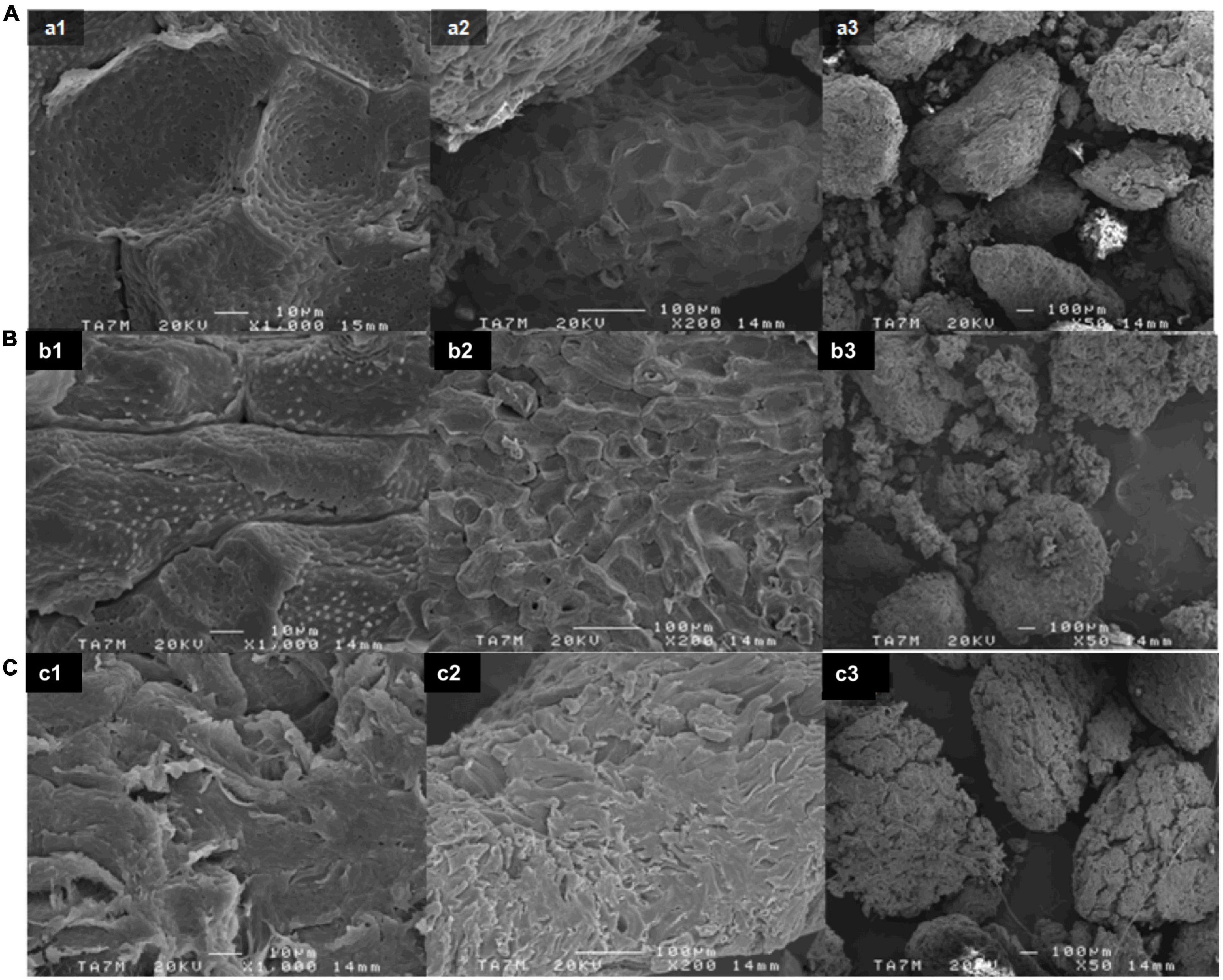 Microwave-assisted extraction of cellulose nanocrystals from almond (Prunus amygdalus) shell waste